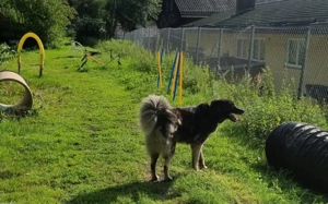 Dean sucht sein Für-Immer-Zuhause Bild 4