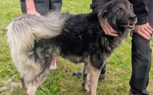 Dean sucht sein Für-Immer-Zuhause Bild 6