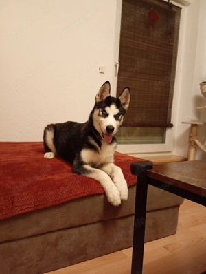 Siberian Husky welpe