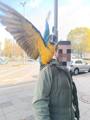 Zahmer GelbbrustAra männlich 