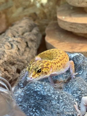 Leopardgecko Weibchen Bild 6