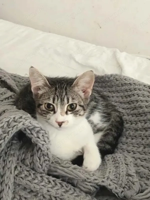 Inna Freundliches Katzenmädel sucht harmonische Familie
