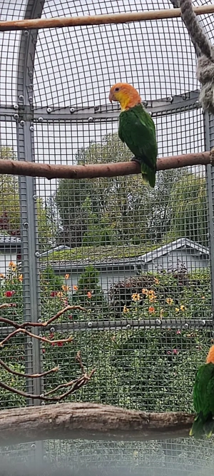 Rostkappenpapageien Naturbrut 