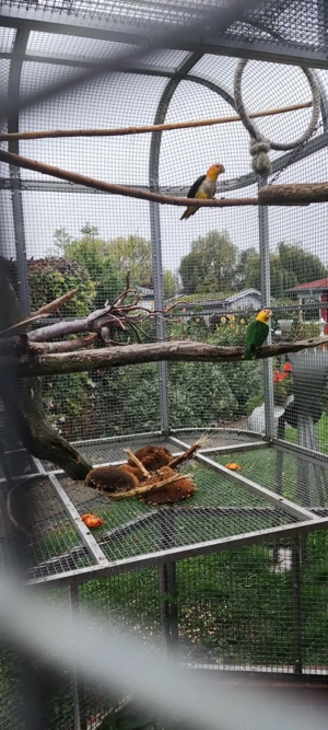 2,2 Rostkappenpapageien 