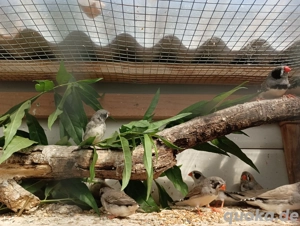 junge Zebrafinken Schwarzwange mit Haube