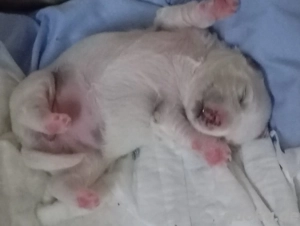 in gute Hände abgeben 