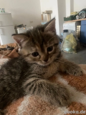 Europäische Kurzhaar