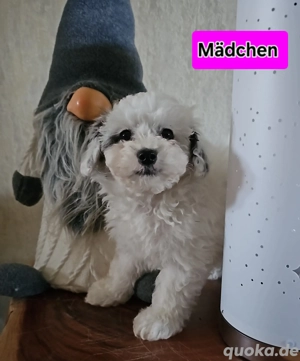 Wunderschöne Maltipoos (Malteser Pudel) 