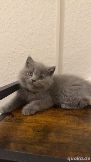 BKH kitten babys 12 Wochen alt abholbereit 