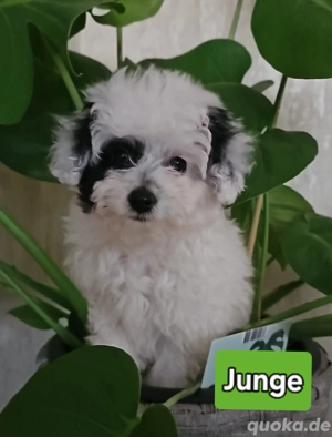 Sheltiepoo etwas ganz besonderes Sheltie mini  Zwergpudel 