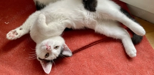 Total kontaktfreudiges Kitten (Weibchen) in liebevolle Hände abzugeben