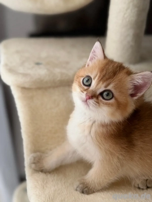 Britisch Kurzhaar Mädchen in Black Golden Ticked mit Stammbaum