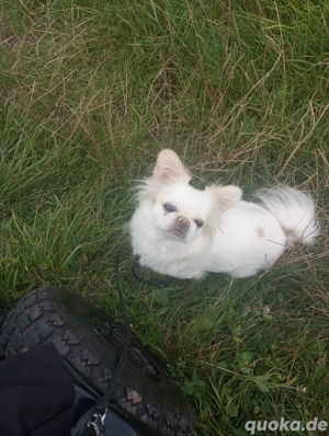 Pekingnesenmix, Hündin, 3 Jahre