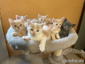 Kittenmix, abzugeben
