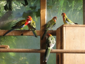 Verkaufe Prachtrosella wildfarben