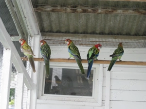 Verkaufe Prachtrosella wildfarben Bild 2