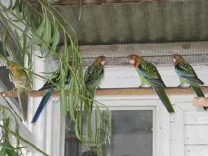 Verkaufe Prachtrosella wildfarben Bild 3