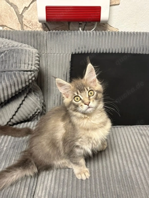 Maine Coon kitten mit Stammbaum dürfen jetzt ausziehen   