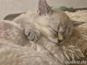 Süße BKH Baby Kater