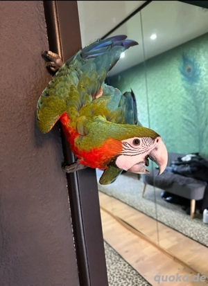    Hybrid Ara Babys   super zahm & mit Liebe aufgezogen 