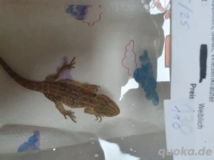 Bartagame Pogona vitticeps sunkissed - letherback dunner