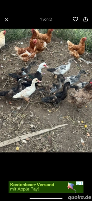 stumenten zu verkaufen 3 monate alt 