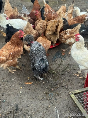 legehehnen zu verkaufen 