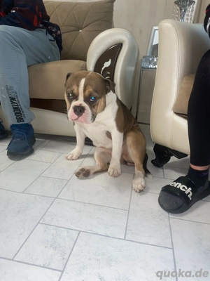 old english bulldoge 