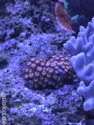 Zoanthus Johnny Pumpkin Meerwasser Korallenableger Koralle