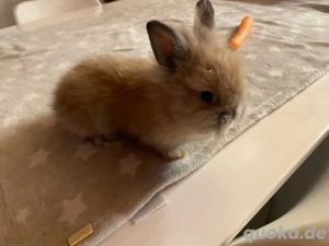 Baby Kaninchen suchen ein neues zuhause 