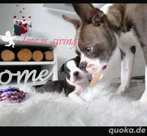 Boston Terrier Welpen mit Ahnentafel