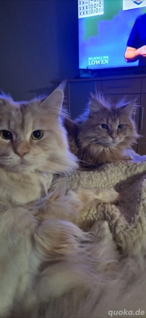  2 maine coon kater + 1 Bengal mix 