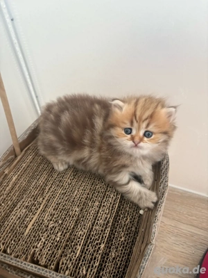 Bkh reinrassige kitten golden 