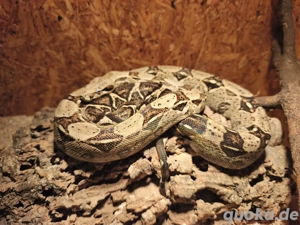 1.1anery typ.1 sunglow boa