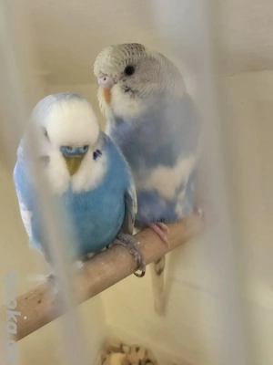 Bunte Wellensittiche Truppe 