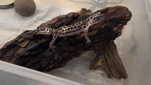 Leopardgecko Jungtier 