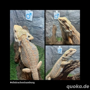 No.2 Citrus Blue Bartagame male (pogona vitticeps) NZ April 2025