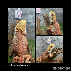 No.3 High Red Blue Bartagame female (pogona vitticeps) NZ April 2025