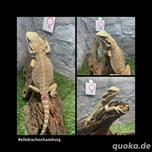 No.4 Citrus Blue Bartagame female (pogona vitticeps) NZ April 2025