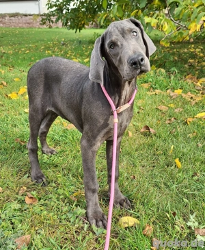 Dobermann Welpen in Blue & Rust und Blue Melanistic 