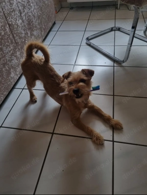 Kleiner Jack russel Mischling zu verkaufen