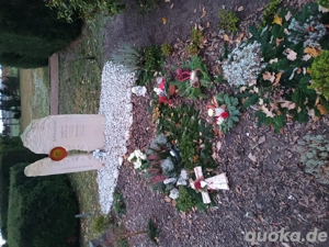 1 Hähne aus 05 2024 abzugeben