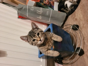 Suche eine n Katzensitter