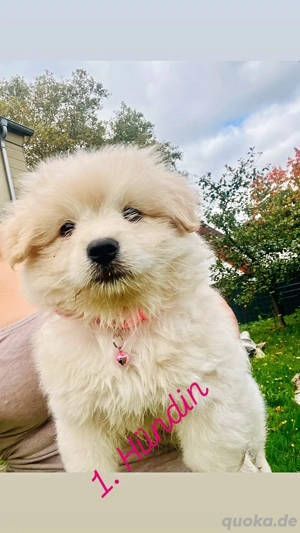 zuckersüße Malipom wie Maltipoo (Malteser& Pomeranian Zwergspitz) Bild 2