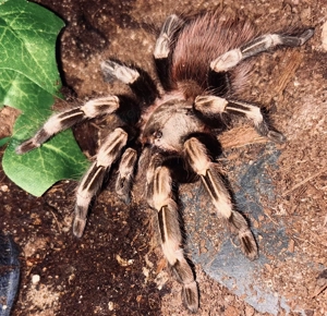 Biete verschiedene Vogelspinnen Weibchen Grammostola pulchra, Avicularia avicularia und viele mehr  