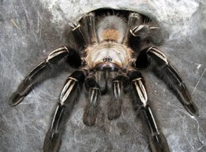 Biete verschiedene Vogelspinnen Weibchen Ephebopus murinus, Cyriocosmus elegans und viele mehr  