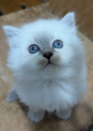 Reinrassige Neva Masquerade Kitten mit blauen Augen