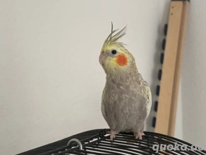 Zu verkaufen: Nymphensittich (unter 1 Jahr alt)