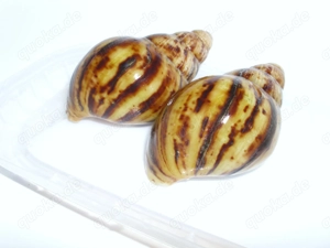 Archachtina marginata ovum, Achatschnecken, Ovums, Achatina