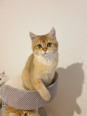 Süße Kätzchen suchen liebevolles Zuhause.